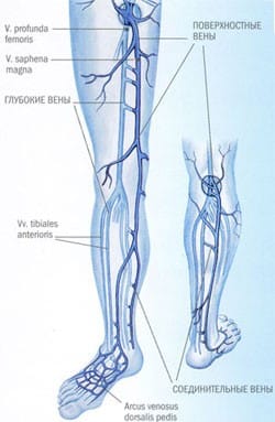venoussystem-of-the-legs Венозная система ног